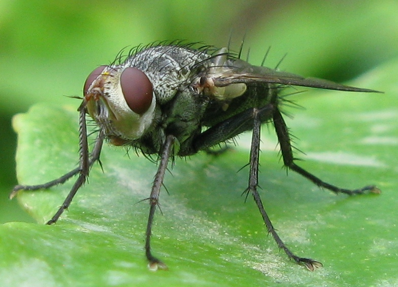 Tachinidae ? S, Microphthalma europaea